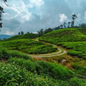 CAMERON HERITAGE (Southern Tours)