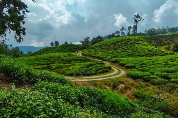 CAMERON HERITAGE (Southern Tours)