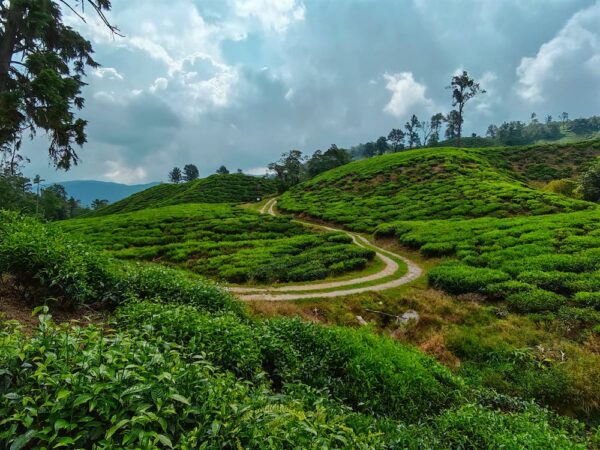 CAMERON HERITAGE (Southern Tours)