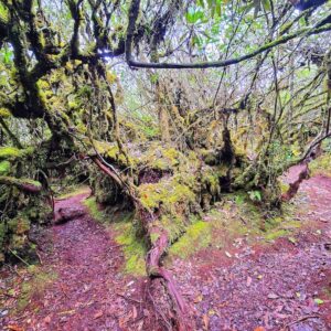 JUNGLE TREKKING (The Enchanted Beauty of Flora & Fauna)