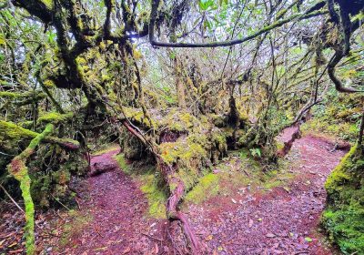 JUNGLE TREKKING  (The Enchanted Beauty  of Flora & Fauna)