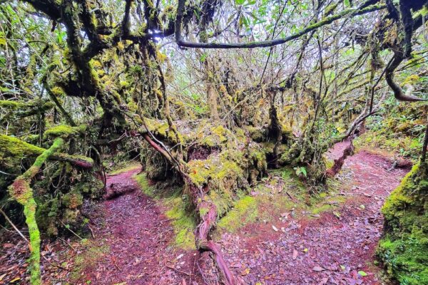 JUNGLE TREKKING  (The Enchanted Beauty  of Flora & Fauna)