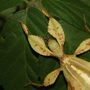 NOCTURNAL WANDER (Night walk & Sky watching) - Adult