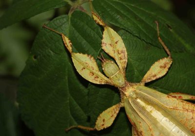 NOCTURNAL WANDER (Night walk & Sky watching)